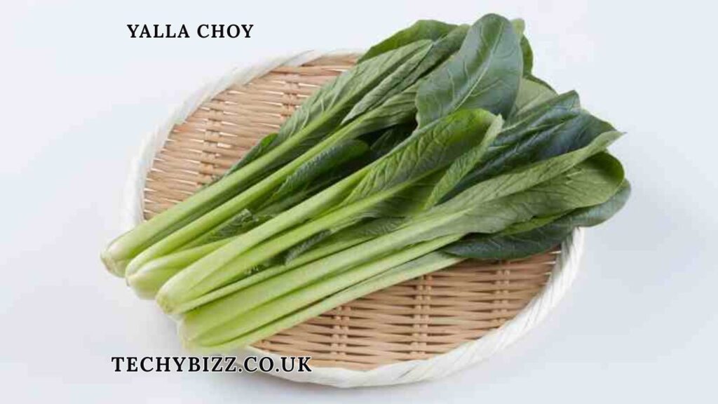 Yalla Choy Meaning, Origin, Uses, and Why It Is Trending Online Today Yalla Choy